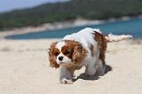 CAVALIER KING CHARLES 125